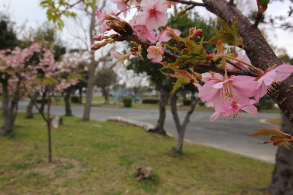 寒桜も咲き始めている。