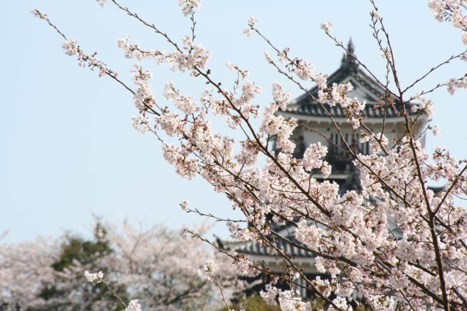 浜松城公園は春には浜松市内有数のお花見スポットになります