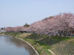 春になれば船越公園沿いには桜並木が誕生。