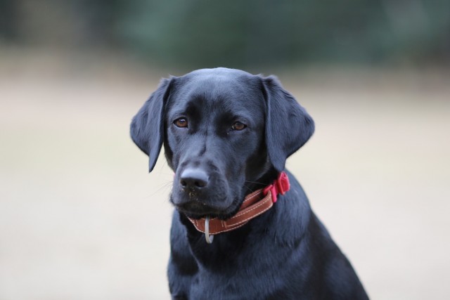 大型犬も飼育可能です！