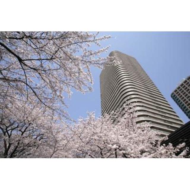 桜の木がある公園が目の前にあります