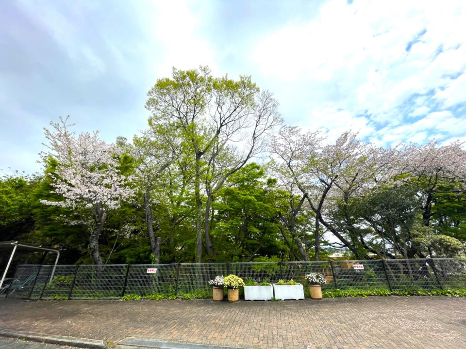 駐車場からは桜の木が見えます